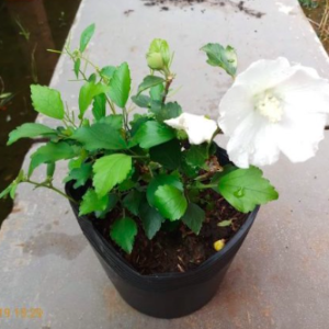 Cây hoa bông bụp (dâm bụt) đơn trắng thái