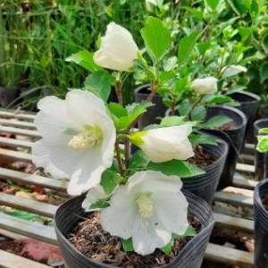 Cây hoa bông bụp (dâm bụt) đơn trắng thái