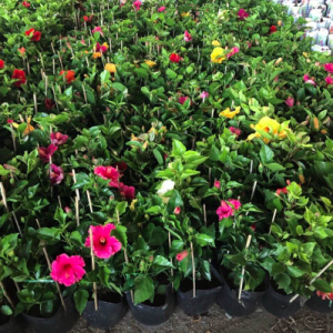 Cây hoa bông bụp (dâm bụt) đơn cam viền vàng