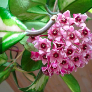 Chậu cây tam sắc cầu lan, cẩm cù var chậu C5 - Kimson princess hoya