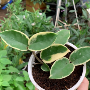 Chậu cây tam sắc cầu lan, cẩm cù var chậu C5 - Kimson princess hoya