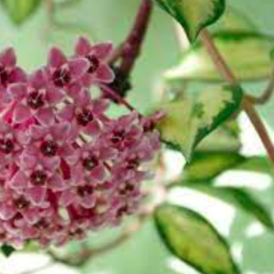 Chậu cây tam sắc cầu lan, cẩm cù var chậu C5 - Kimson princess hoya