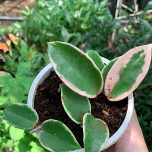 Chậu cây tam sắc cầu lan, cẩm cù var chậu C5 - Kimson princess hoya