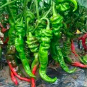 Cây giống ớt hải mã cây ươm vỉ