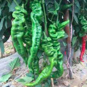 Cây giống ớt hải mã cây ươm vỉ