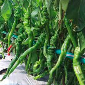 Cây giống ớt hải mã cây ươm vỉ