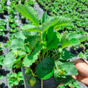 Chậu cây dâu Pháp trưởng thành - giao cây đang hoa hoặc đang trái