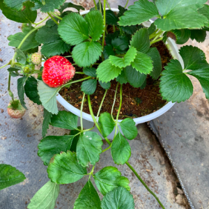 Chậu cây dâu Pháp trưởng thành - giao cây đang hoa hoặc đang trái