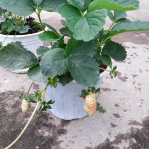 Chậu cây dâu Pháp trưởng thành - giao cây đang hoa hoặc đang trái