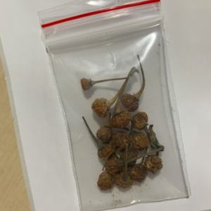 Gói 10 trái ớt peru Aji Charapita Mắc Nhất Thế Giới - Trái khô làm giống