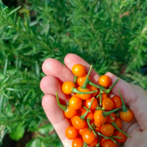 Gói 10 trái ớt peru Aji Charapita Mắc Nhất Thế Giới - Trái khô làm giống