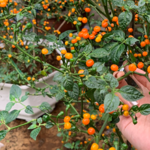 Cây giống ớt Peru Aji Charapita cây ươm vỉ