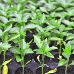 Cây giống ớt Peru Aji Charapita cây ươm vỉ