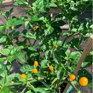 Cây giống ớt Peru Aji Charapita cây ươm vỉ