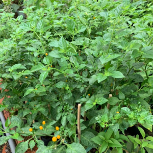 Cây giống ớt Peru Aji Charapita cây ươm vỉ