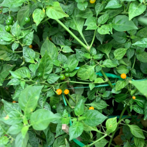 Cây giống ớt Peru Aji Charapita cây ươm vỉ