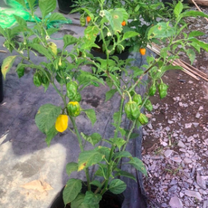 Cây giống ớt habanero vàng chanh ươm vỉ như hình