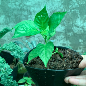 Cây giống ớt habanero vàng cam ươm vỉ như hình