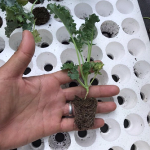 Combo 5 cây Kale khủng long ươm vỉ