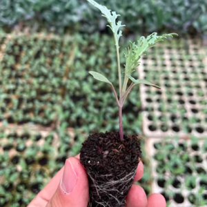 Combo 5 cây Kale rong biển ươm vỉ