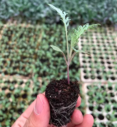 Combo 5 cây Kale rong biển ươm vỉ