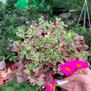 Chậu cây hoa mười giờ/ sam cẩm thạch - Portulaca Variegated Pink