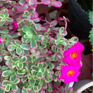 Chậu cây hoa mười giờ/ sam cẩm thạch - Portulaca Variegated Pink
