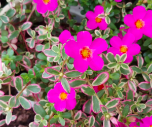 Chậu cây hoa mười giờ/ sam cẩm thạch - Portulaca Variegated Pink
