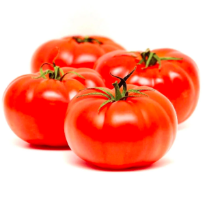 Cây giống cà chua Beef ươm vỉ