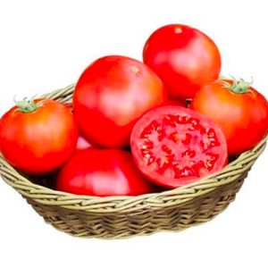 Cây giống cà chua Beef ươm vỉ