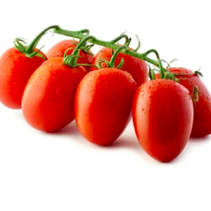 Cây giống cà chua nova đỏ ươm vỉ