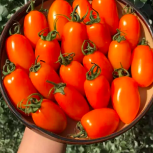 Cây giống cà chua nova đỏ ươm vỉ