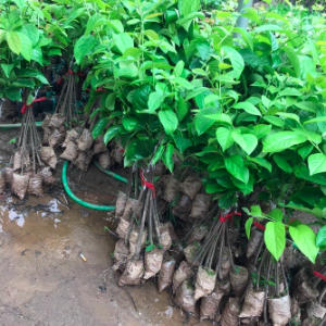 Cây giống Hồng vuông giòn Nhật Bản Fuji siêu ngọt, không hạt, không chát