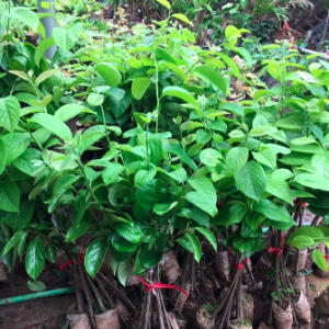 Cây giống Hồng vuông giòn Nhật Bản Fuji siêu ngọt, không hạt, không chát