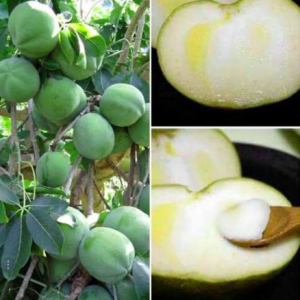 Cây giống bánh kem - White Spote Mexico cao 50-70cm