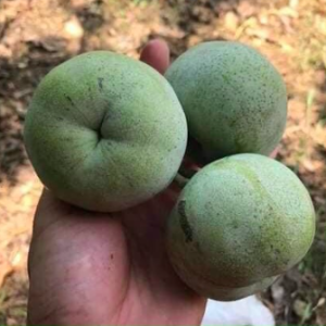 Cây giống bánh kem - White Spote Mexico cao 50-70cm