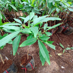 Cây giống bánh kem - White Spote Mexico cao 50-70cm