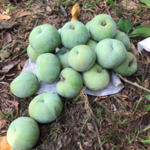 Cây giống bánh kem - White Spote Mexico cao 50-70cm