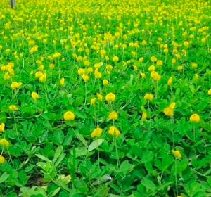 Gói 1kg hạt giống cỏ lạc dại (đậu phộng)