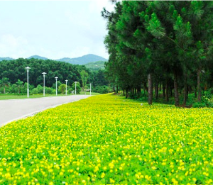 Gói 1kg hạt giống cỏ lạc dại (đậu phộng)