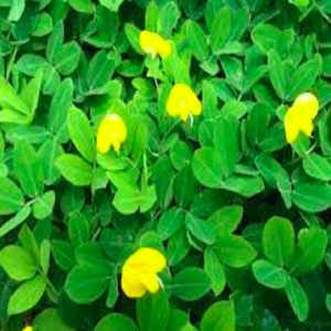 Gói 1kg hạt giống cỏ lạc dại (đậu phộng)