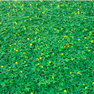 Gói 1kg hạt giống cỏ lạc dại (đậu phộng)