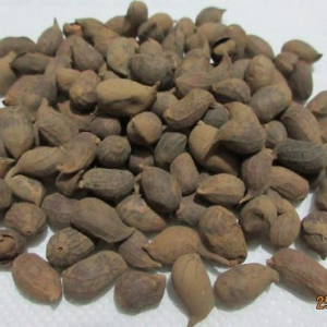 Gói 1kg hạt giống cỏ lạc dại (đậu phộng)