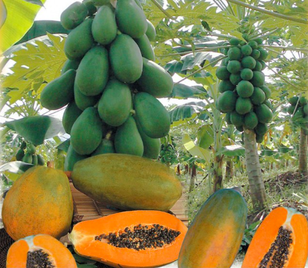 Cây đu đủ LÙN Đài Loan ruột đỏ