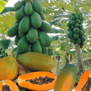 Cây đu đủ LÙN Đài Loan ruột đỏ