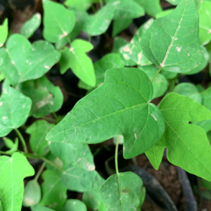 Cây đu đủ LÙN Đài Loan ruột đỏ