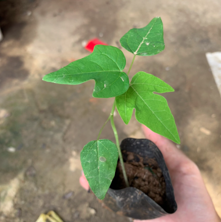 Cây đu đủ LÙN Đài Loan ruột đỏ