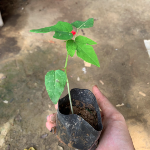 Cây đu đủ LÙN Đài Loan ruột đỏ