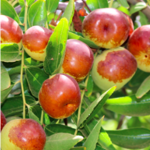 Cây giống hồng táo Chico quả to dẹt giống chuẩn