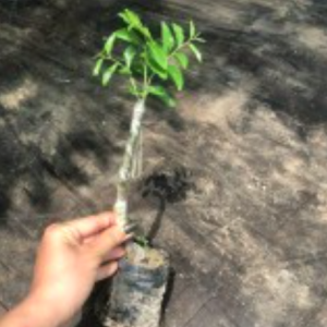 Cây giống hồng táo Chico quả to dẹt giống chuẩn